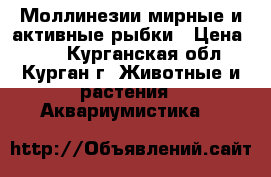 Моллинезии мирные и активные рыбки › Цена ­ 40 - Курганская обл., Курган г. Животные и растения » Аквариумистика   